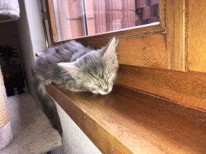 Slaw_20161225_0003_klein