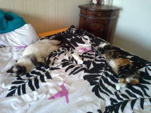 Speedy-Trixi_20170208_0001_klein