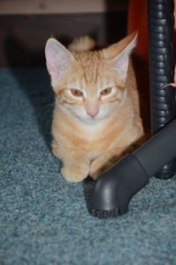 toulouse_20160731_0003_klein