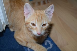 toulouse_20160731_0004_klein