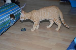 toulouse_20160731_0005_klein