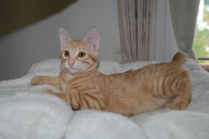 toulouse_20160731_0006_klein