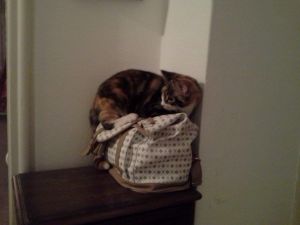 Trixi_20170208_0001_klein