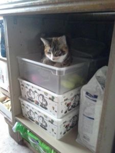 Trixi_20170208_0002_klein