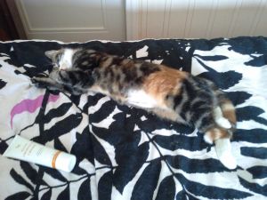 Trixi_20170208_0003_klein