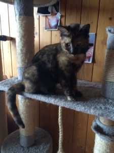 Waleska_20160103_0002