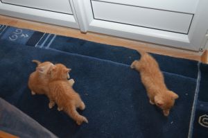 Zwerglis_20150518_0004_klein